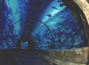 Shark Reef Tunnel