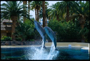 The Mirage-Dolphin Habitat